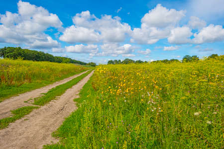 Lush green foliage and yellow and white wild flowers in a field below a blue cloudy sky in sunlight...