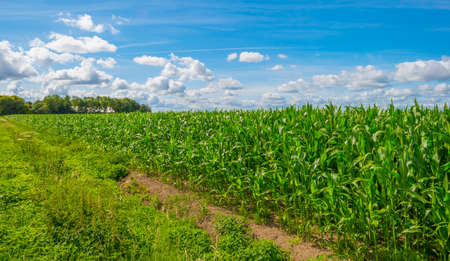 Vegetables in an agricultural field in the countryside below a blue cloudy sky in sunlight in...