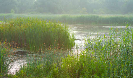 The edge of a foggy lake at sunrise in an early summer morning below a misty sky, Almere, Flevoland,...