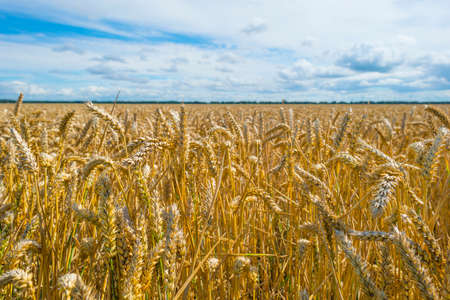 Yellow wheat in an agricultural field in the countryside waving in the wind in bright sunlight in...