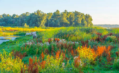 Horses along the edge of a lake with reed and colorful wild flowers at sunrise in an early summer...