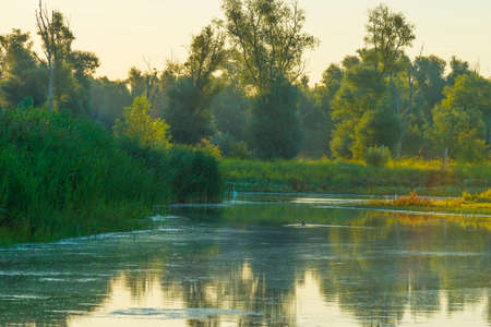 The edge of a lake with reed and colorful wild flowers at sunrise in an early summer morning under a...