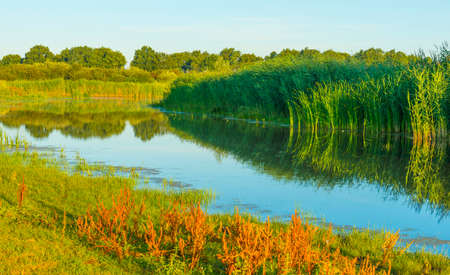 The edge of a lake with reed and colorful wild flowers at sunrise in an early summer morning under a...