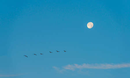 Flock of geese flying along the moon in a blue sky at sunrise in an early summer morning, Almere, Flevoland, The Netherlands, August 6, 2020の写真素材