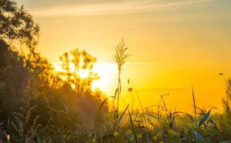 Wild flowers in a bright field at sunrise in an early summer morning with a blue sky, Almere, Flevoland, The Netherlands, August 6, 2020の写真素材