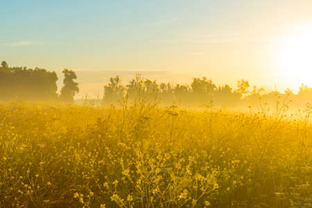 Wild flowers in a bright field at sunrise in an early summer morning with a blue sky, Almere, Flevoland, The Netherlands, August 6, 2020の写真素材