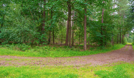 Deciduous trees in the shadow of a forest in sunlight in summer, Baarn, Lage Vuursche, Utrecht, The...