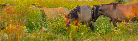 Horses in a bright field with colorful wild flowers at sunrise in a early summer morning with a blue sky, Almere, Flevoland, The Netherlands, August 11, 2020の写真素材