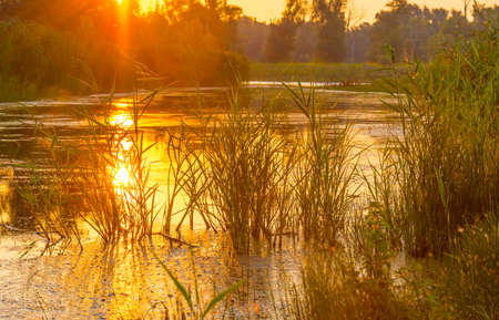 The edge of a lake at sunrise in an early bright summer morning with a colorful sky in sunlight, Almere, Flevoland, The Netherlands, August 11, 2020の写真素材