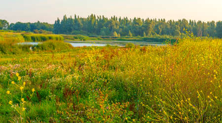 The edge of a lake at sunrise in an early bright summer morning with a colorful sky in sunlight, Almere, Flevoland, The Netherlands, August 11, 2020の写真素材