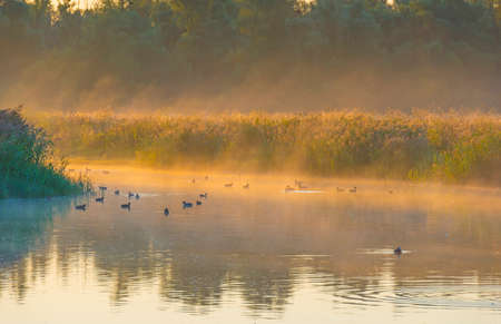 The edge of a misty lake at sunrise in an early bright summer morning with a colorful sky in sunlight, Almere, Flevoland, The Netherlandsの写真素材