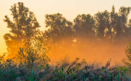 The edge of a misty lake at sunrise in an early bright summer morning with a colorful sky in sunlight, Almere, Flevoland, The Netherlandsの写真素材