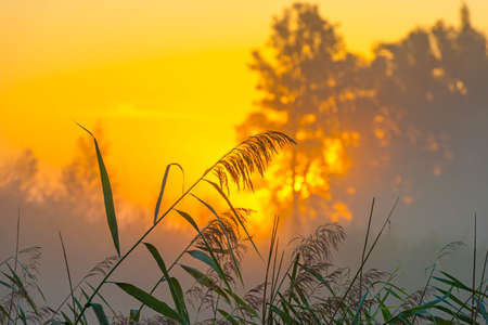 The edge of a misty lake at sunrise in an early bright summer morning with a colorful sky in sunlight, Almere, Flevoland, The Netherlandsの写真素材