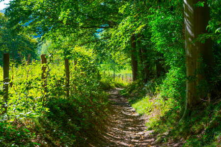 Beauty in nature as trees rise in the shadow of a forest in bright sunlight in autumn, Voeren, Limburg, Belgiumの写真素材