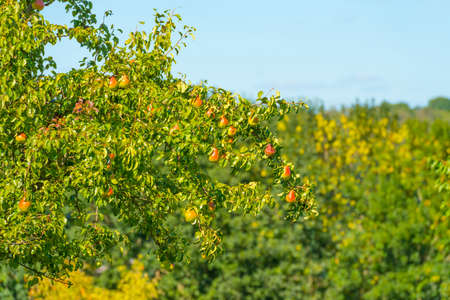 Apples growing in apple trees in an orchard in bright sunlight in autumn, Voeren, Limburg, Belgiumの写真素材