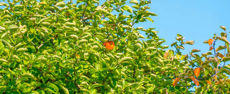 Apples growing in apple trees in an orchard in bright sunlight in autumn, Voeren, Limburg, Belgium