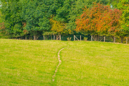 Fields and trees in a green hilly grassy landscape under a blue sky in sunlight at fall, Voeren, Limburg, Belgiumの写真素材