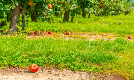 Apples growing in apple trees in an orchard in bright sunlight in autumn, Voeren, Limburg, Belgiumの写真素材