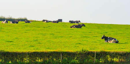 Herd of cows in a green hilly meadow under a blue sky in sunlight in autumn, Voeren, Limburg, Belgiumの写真素材