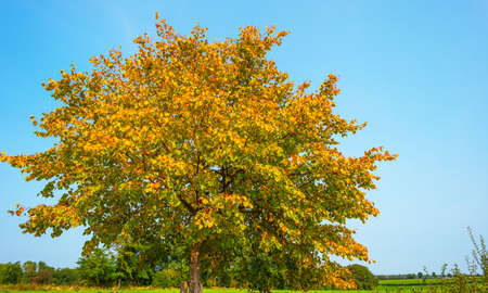 Beauty in nature as trees rise in the shadow of a forest in bright sunlight in autumn, Voeren, Limburg, Belgiumの写真素材