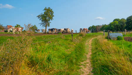Herd of cows in a green hilly meadow under a blue sky in sunlight in autumn, Voeren, Limburg, Belgiumの写真素材