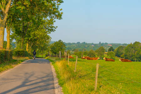 Herd of cows in a green hilly meadow under a blue sky in sunlight in autumn, Voeren, Limburg, Belgium, September 11, 2020の写真素材