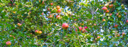 Apples growing in apple trees in an orchard in bright sunlight in autumn, Voeren, Limburg, Belgium,...