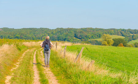 Fields and trees in a green hilly grassy landscape under a blue sky in sunlight at fall, Voeren, Limburg, Belgium, September 11, 2020のeditorial素材