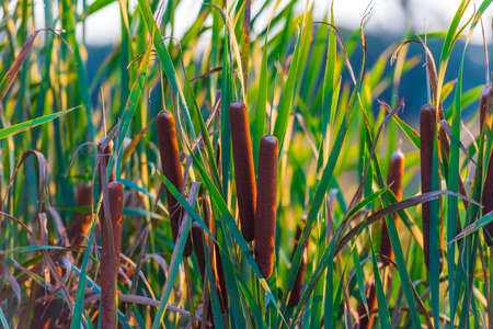 Reed in an early morning under a colorful sky at sunrise, Almere, Flevoland, The Netherlandsの写真素材