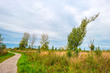 The edge of a lake in a green grassy field in sunlight under a blue cloudy sky in autumn, Almere,...