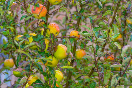 Apples growing in an apple tree in a garden after rain in sunlight in autumn, Almere, Flevoland
