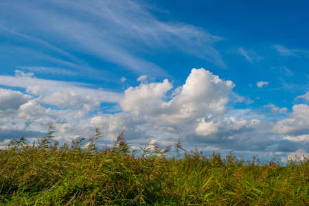 The edge of a lake in a green windy wetland in bright sunlight under a blue white csky in autumn,...