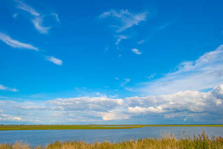 The edge of a lake in a green windy wetland in bright sunlight under a blue white csky in autumn, Almere, Flevoland, The Netherlandsの写真素材