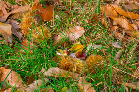 Chestnut fruit on the ground between grass and fallen leaves in a forest at fall, Baarn, Lage Vuursche, Utrecht, The Netherlands,の写真素材