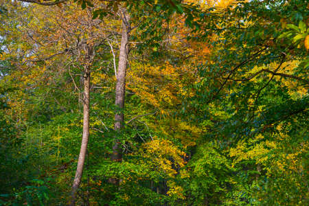 Trees in autumn colors in a forest in bright sunlight at fall, Baarn, Lage Vuursche, Utrecht, The...