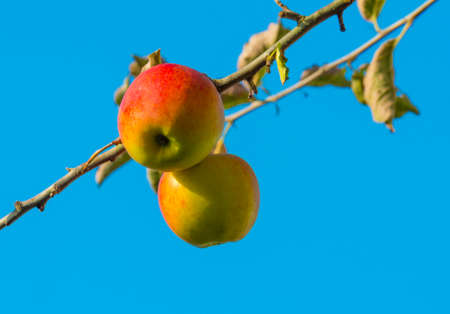 Apples growing in an apple tree in a garden in sunlight in autumn