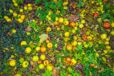 Colorful apples fallen from an apple tree in a garden in autumn, Almere, Flevoland, The Netherlands