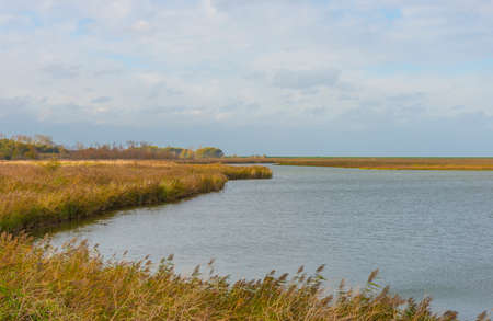 Reed along the edge of a lake in wetland in bright sunlight in autumn, Almere, Flevoland, The Netherlands, November 4, 2020の写真素材