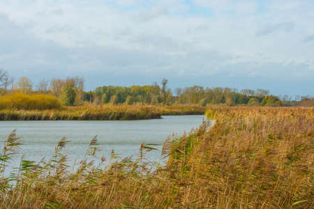 Reed along the edge of a lake in wetland in bright sunlight in autumn, Almere, Flevoland, The...
