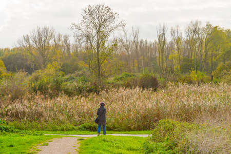 Reed along the edge of a lake in wetland in bright sunlight in autumn, Almere, Flevoland, The Netherlands, November 4, 2020の写真素材
