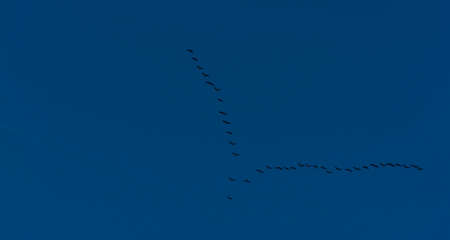 Geese flying in a dark blue sky at dawn in a bright early morning at fall, Almere, Flevoland, The Netherlands, November 5, 2020の写真素材