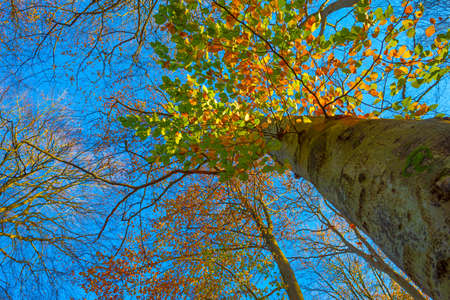 Trees in autumn colors in a forest in bright sunny sunlight at fall, Baarn, Lage Vuursche, Utrecht,...