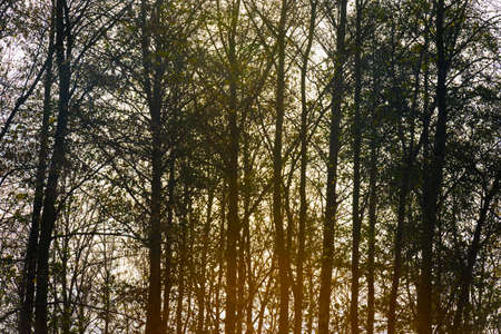 Silhoutte of the canopy of deciduous trees in a field in wetland under a cloudy sky in sunlight in...