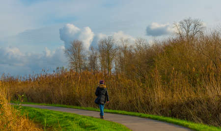Trees in autumn colors in a forest wetland under a cloudy sky in sunlight at fallの写真素材