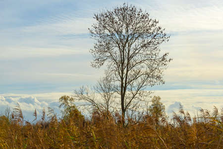 Trees in autumn colors in a forest wetland under a cloudy sky in sunlight at fall