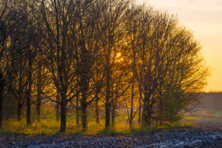 Trees in a forest in fall colors under a bright sky at sunset in autumn, Almere, Flevoland, The Netherlands, November 24, 2020の写真素材