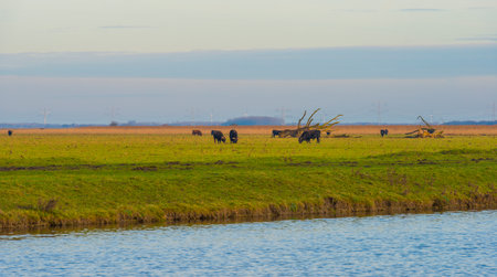 Heck cattle grazing in a field in wetland along a lake under a blue cloudy sky, Almere, Flevoland, The Netherlands, December 16, 2020の写真素材