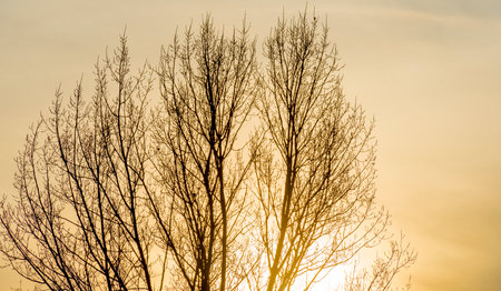 Trees in a wetland forest under a blue cloudy sky in sunlight at fall, Almere, Flevoland, The Netherlands, December 16, 2020の写真素材