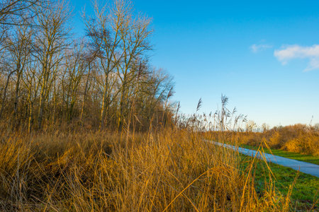 Trees in a wetland forest under a blue sky in sunlight at fall