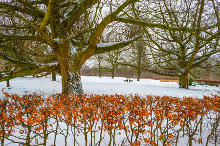 Path in a white snowy frozen wetland forest in sunlight in winter, Almere, Flevoland, The Netherlands, February 9, 2020の写真素材